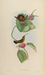Glaucis Mazeppa = Glaucis Hirsutus Hirsutus